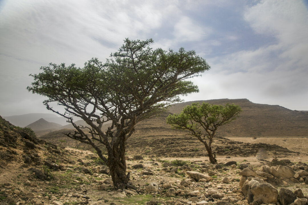 Frankincense is the very essence of the Boswellia tree. It is a substance revered for millennia and studied by scientists for decades.(Katiekk/Shutterstock)