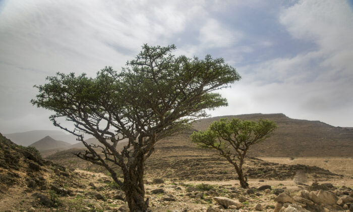 The Healing Powers of Frankincense