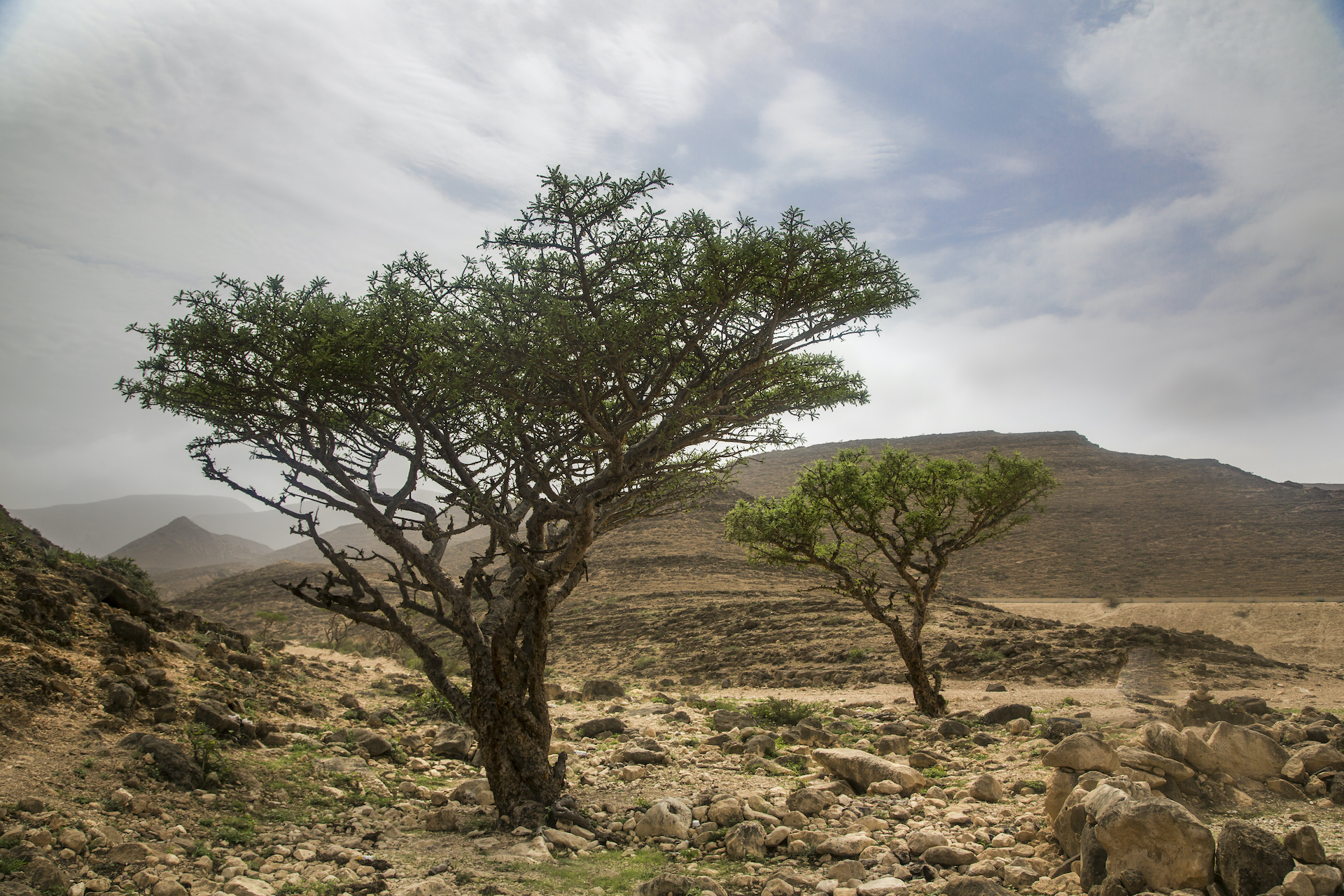 The Healing Powers of Frankincense - Vimarsana News