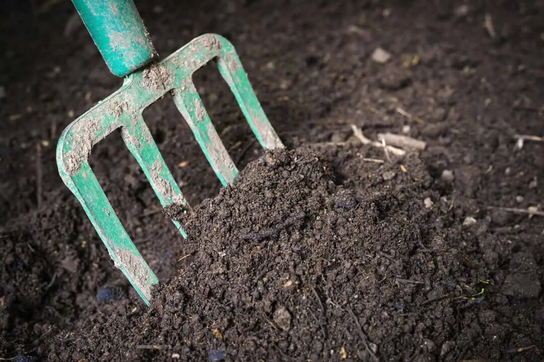 Finished compost is deep brown in color with an earthy smell. (Todd Heft)