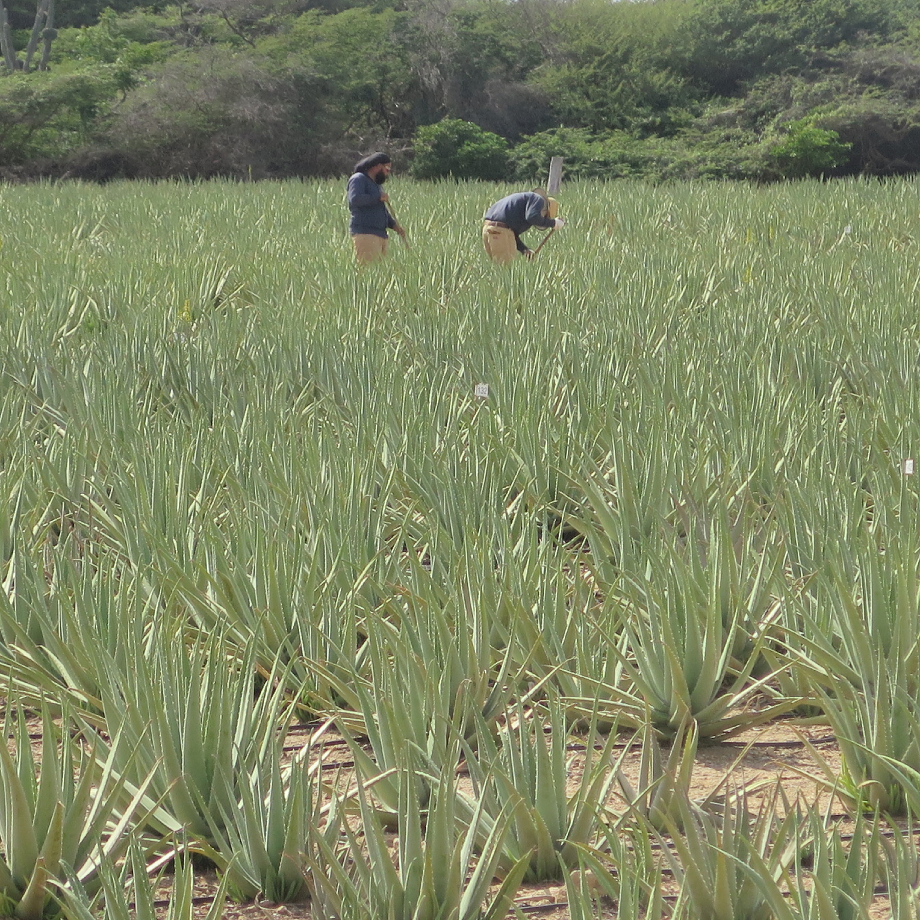 Workers at the Aloe Museum and Factory in Aruba