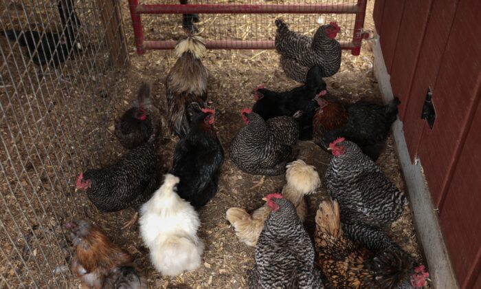 Chickens in a file photo. (Anna Moneymaker/Getty Images)