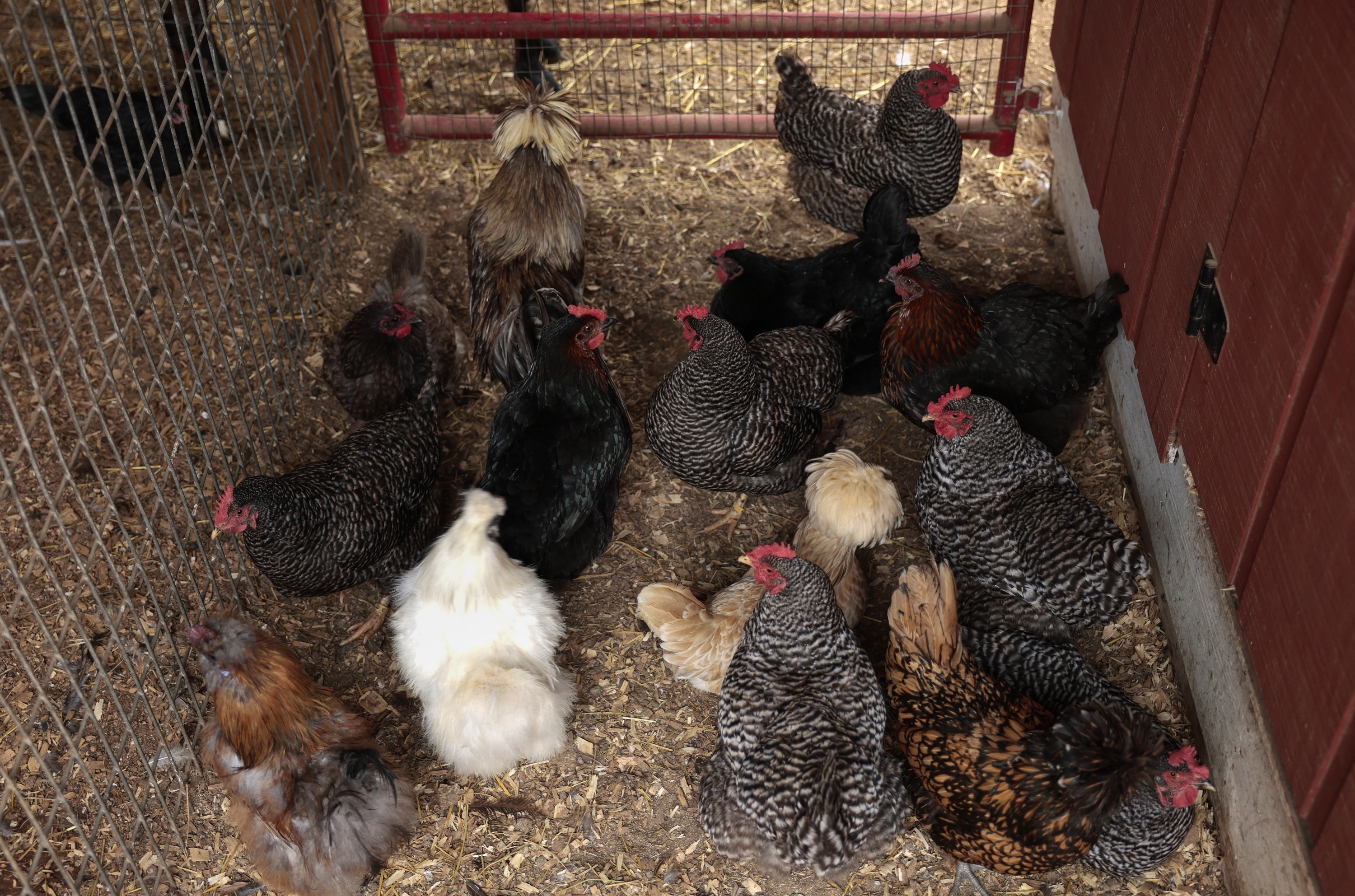 Missouri Poultry Industry Scrambles to Contain Avian Flu - Vimarsana News