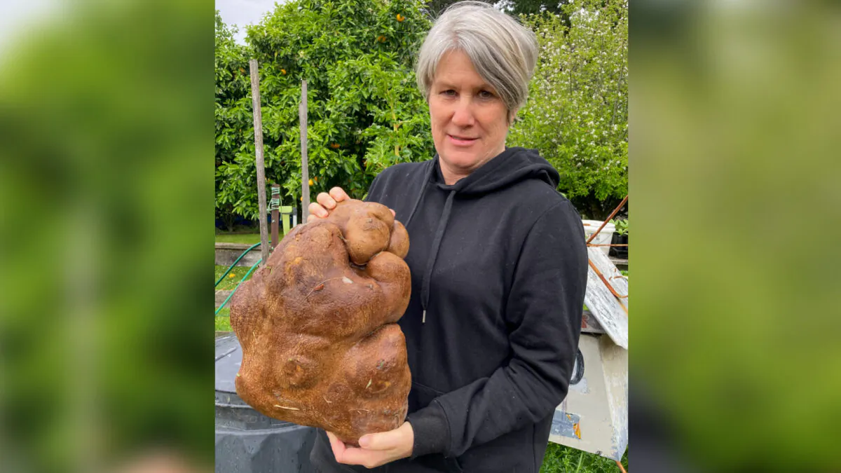 Donna Craig-Brown holds "Doug" what was believed to be the world's largest potato in the garden of her small farm near Hamilton, New Zealand, on Nov. 3, 2021. (Colin Craig-Brown via AP)