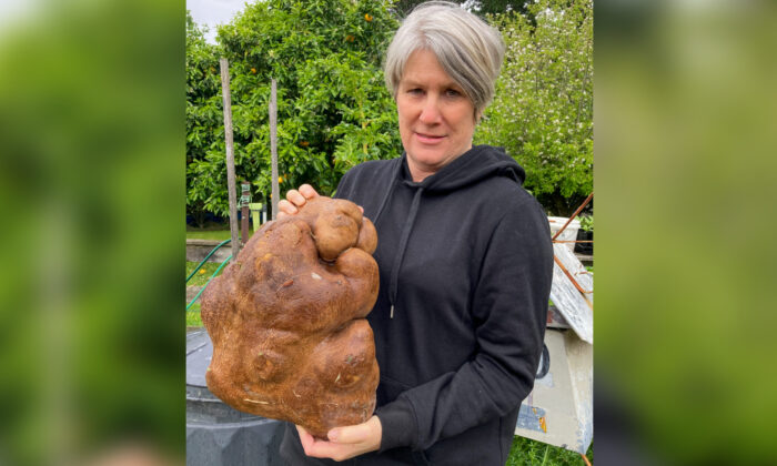 Donna Craig-Brown holds "Doug" what was believed to be the world's largest potato in the garden of her small farm near Hamilton, New Zealand, on Nov. 3, 2021. (Colin Craig-Brown via AP)