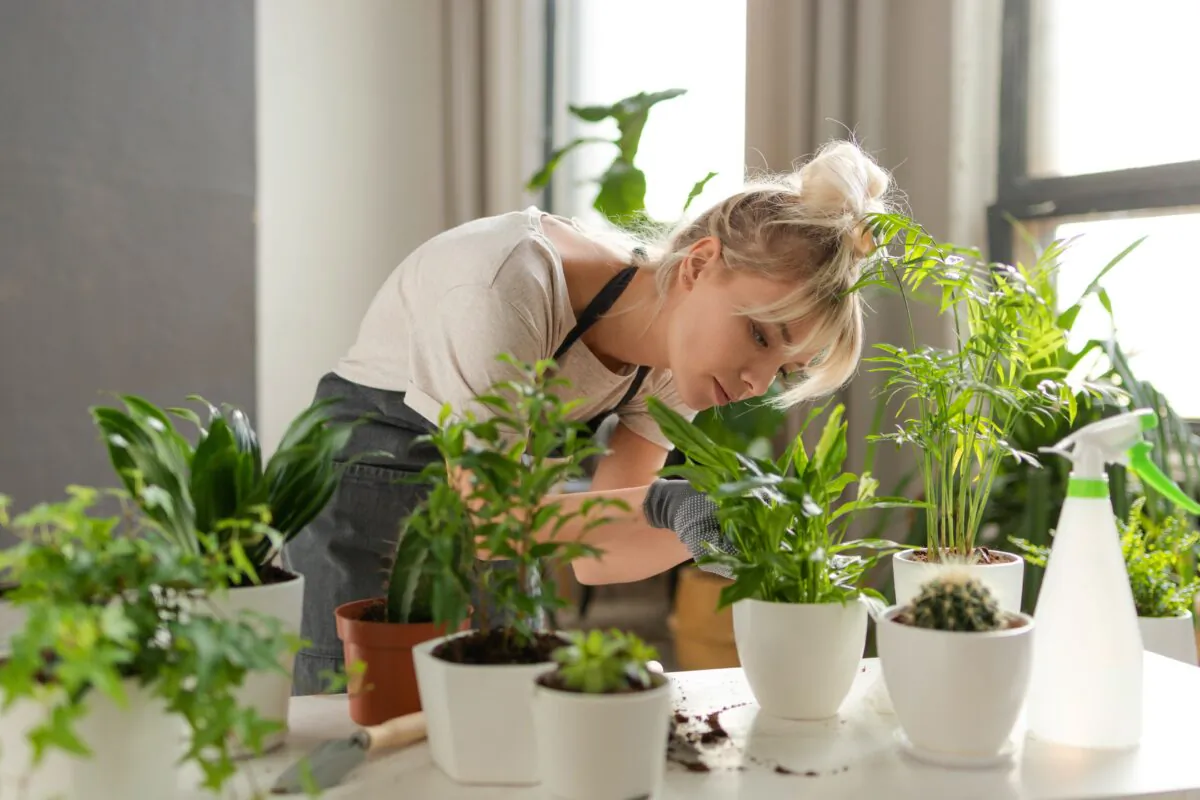 There are several possible causes for plants turning yellow including overwatering and nutrient deficiencies. (popcorner/Shutterstock)