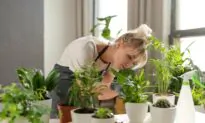 Why Are My Plants Turning Yellow?