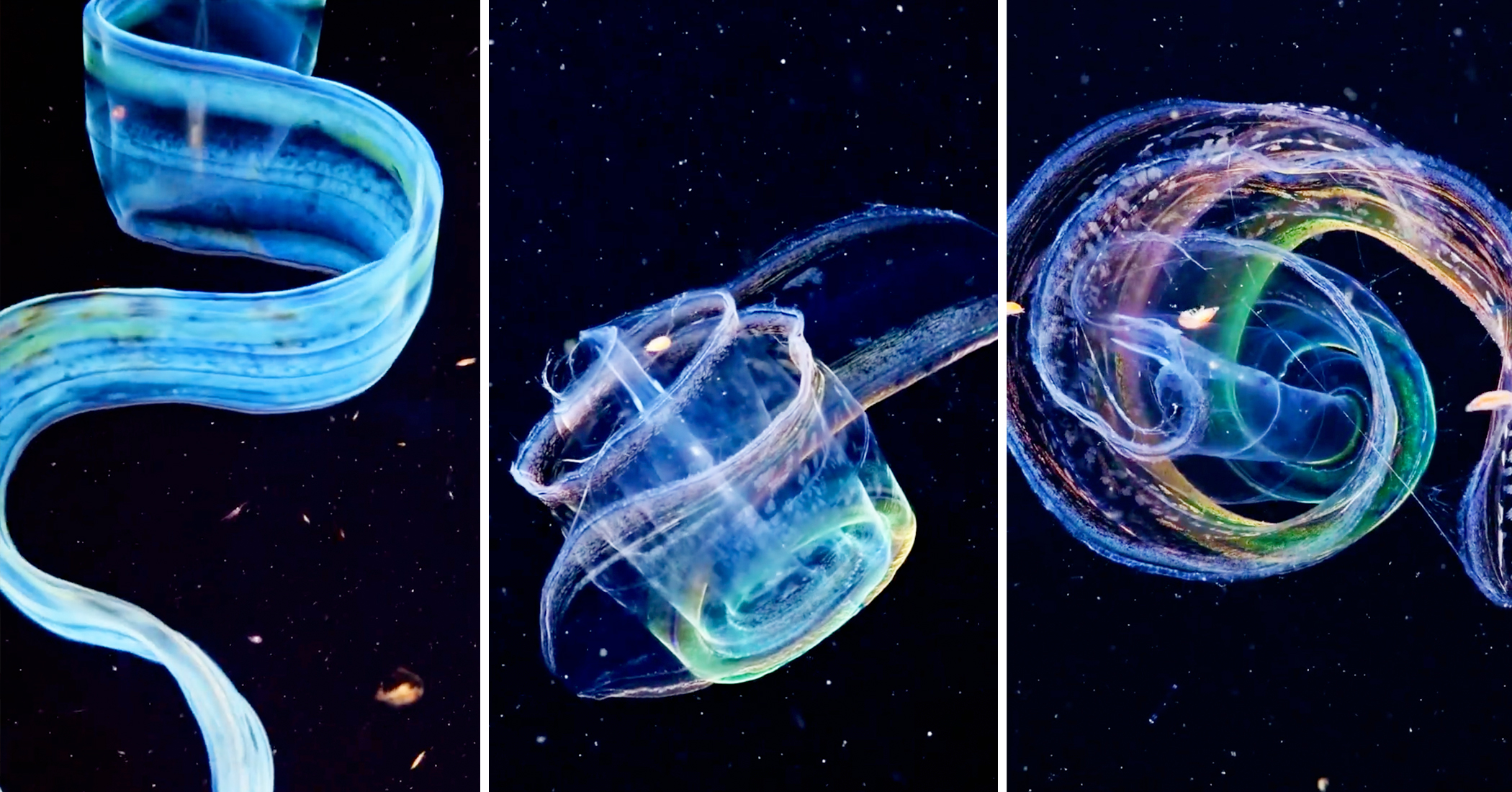 marine-biologists-capture-footage-of-transparent-sea-creature-that-can
