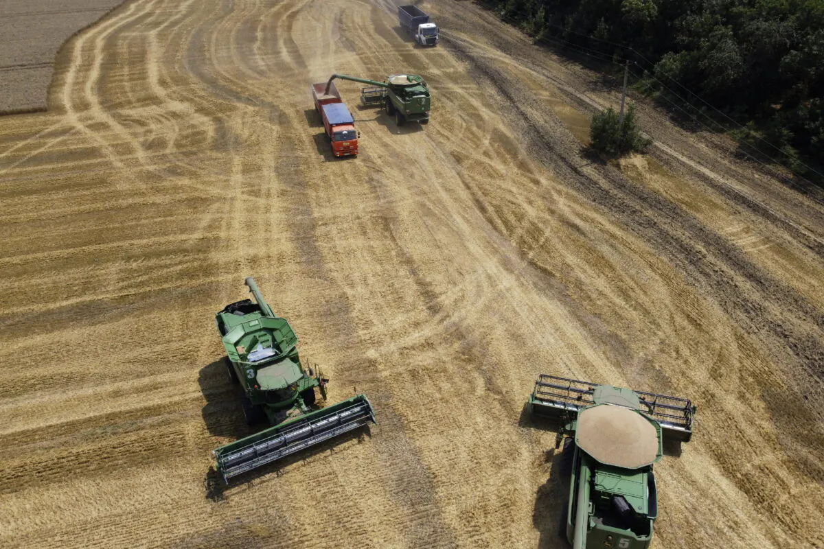 Farmers harvest with their combines in a wheat field near the village of Tbilisskaya, Russia, on July 21, 2021.  (Vitaly Timkiv, File/AP Photo)