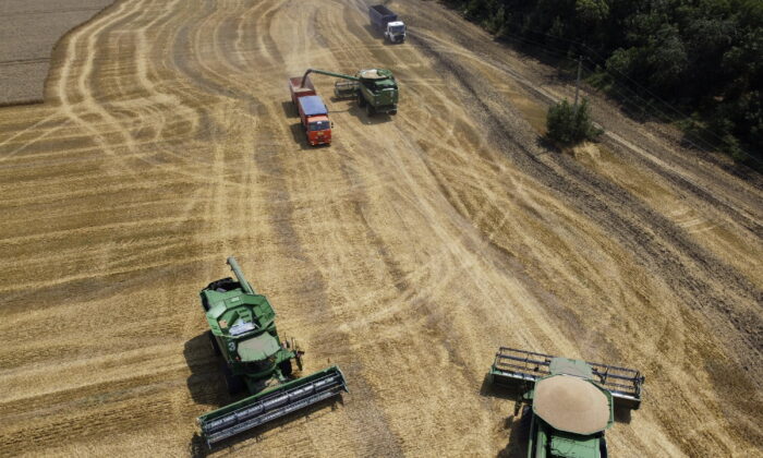 Farmers harvest with their combines in a wheat field near the village of Tbilisskaya, Russia, on July 21, 2021.  (Vitaly Timkiv, File/AP Photo)