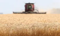 Bread Consumers to Swallow the Cost of Russia-Ukraine War