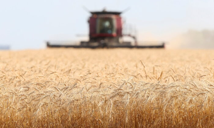 Spring wheat is harvested on a farm near Beausejour, Manitoba, on Aug. 20, 2020.  (Shannon VanRaes/Reuters)