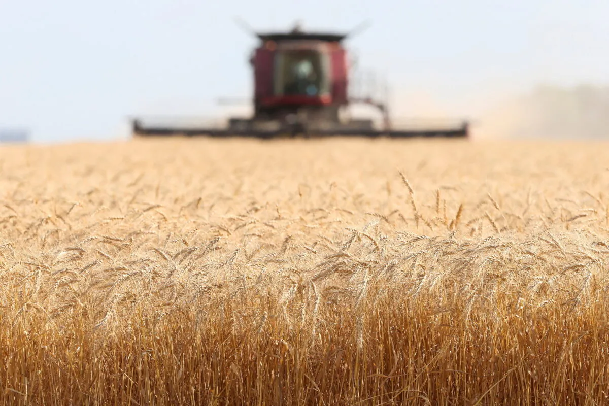 Wheat is harvested on a farm near Beausejour, Manitoba, on Aug. 20, 2020. (Reuters/Shannon VanRaes/File Photo)