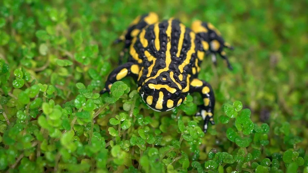 A supplied image obtained on Tuesday, March 19, shows Melbourne Zoo's Southern Corroboree Frog (AAP Image/Melbourne Zoo)