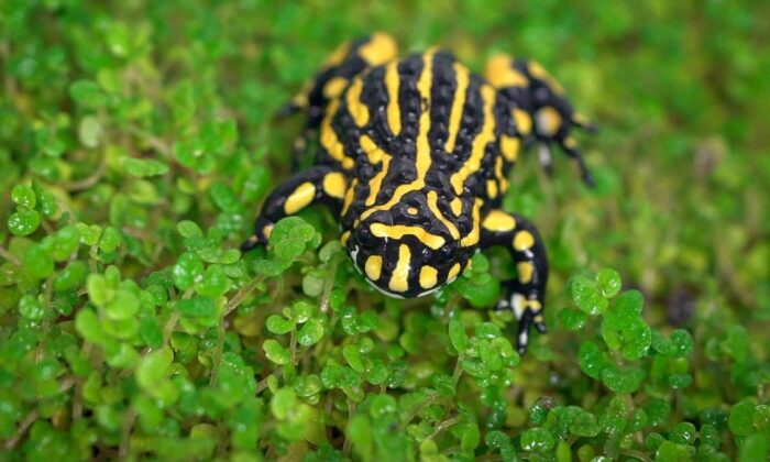 A supplied image obtained on Tuesday, March 19, shows Melbourne Zoo's Southern Corroboree Frog (AAP Image/Melbourne Zoo)