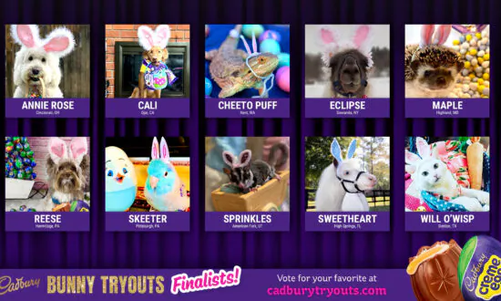California Dog Enters Race to Win Coveted Bunny Ears
