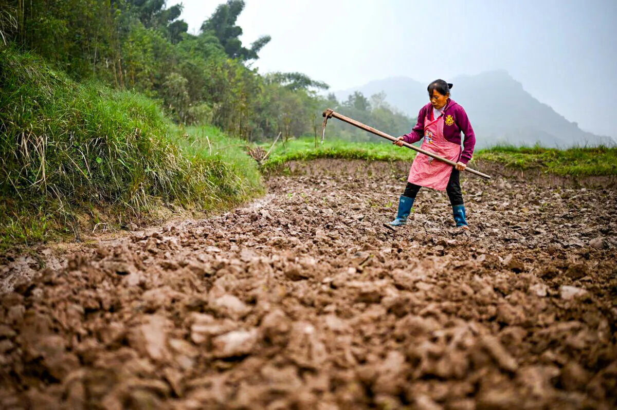 A farmer is working on a field at a bank opposite Zhongba, a small island near to the southwestern China’s Chongqing city, on Nov. 29, 2020. (NOEL CELIS/AFP via Getty Images)