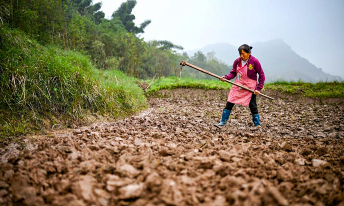 A farmer is working on a field at a bank opposite Zhongba, a small island near to the southwestern China’s Chongqing city, on Nov. 29, 2020. (NOEL CELIS/AFP via Getty Images)