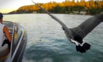 VIDEO: Guy Adopts, Raises Abandoned Baby Goose—Now She Flies With His Motorboat as His ‘Wingman’