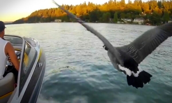 VIDEO: Guy Adopts, Raises Abandoned Baby Goose—Now She Flies With His Motorboat as His 'Wingman'