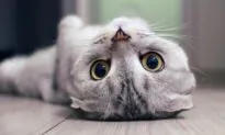 Are You a Cat Whisperer? How to Read Fluffy’s Facial Expressions