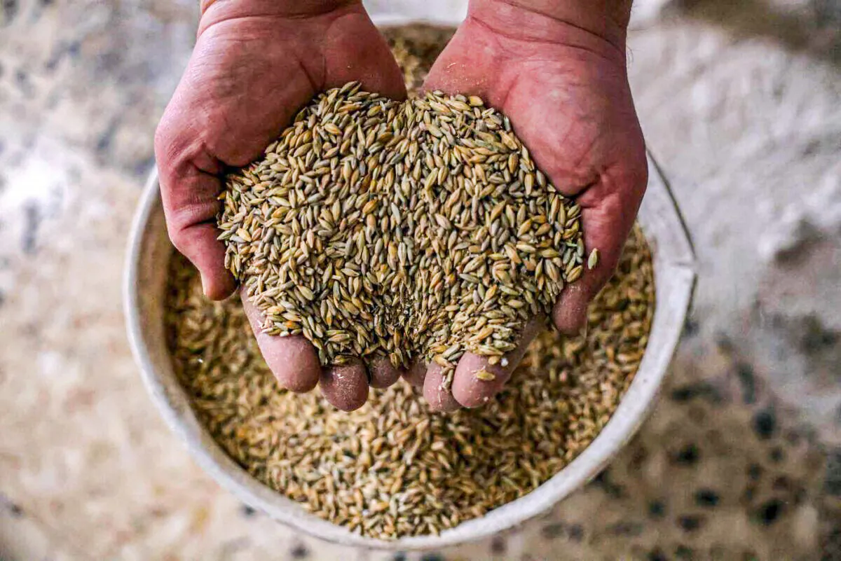 A Palestinian worker holds wheat grains at traditional a wheat mill, in Rafah, in the southern Gaza Strip, on March 21, 2022. Russia's invasion of Ukraine could mean less bread on the table for many countries where millions already struggling to survive. (Said Khatib/AFP via Getty Images)