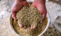 UN Food Chief Warns of Global Crisis Not Seen Since World War II