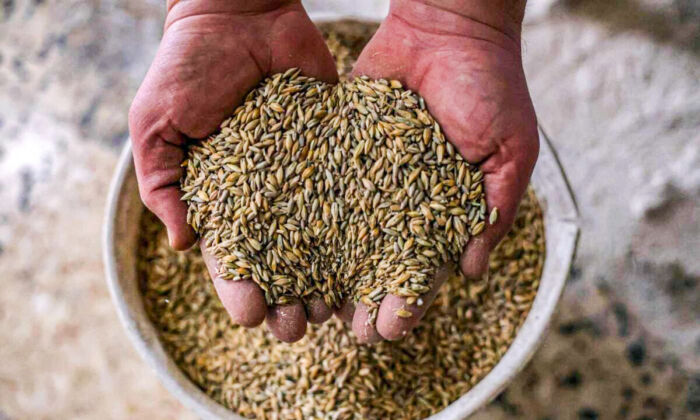 A Palestinian worker holds wheat grains at traditional a wheat mill, in Rafah, in the southern Gaza Strip, on March 21, 2022. Russia's invasion of Ukraine could mean less bread on the table for many countries where millions are already struggling to survive. (Said Khatib/AFP via Getty Images)