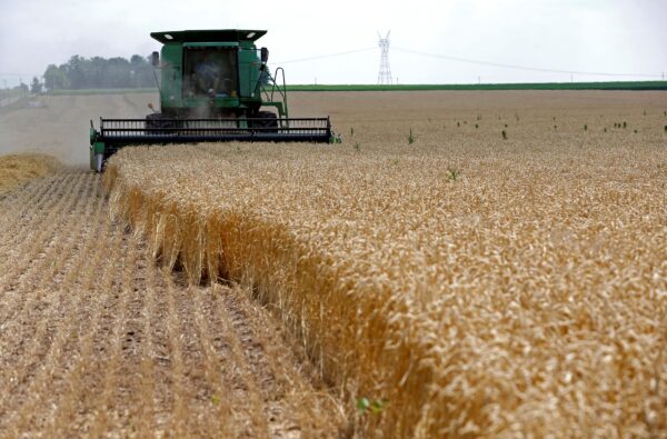 Wheat field combine machine