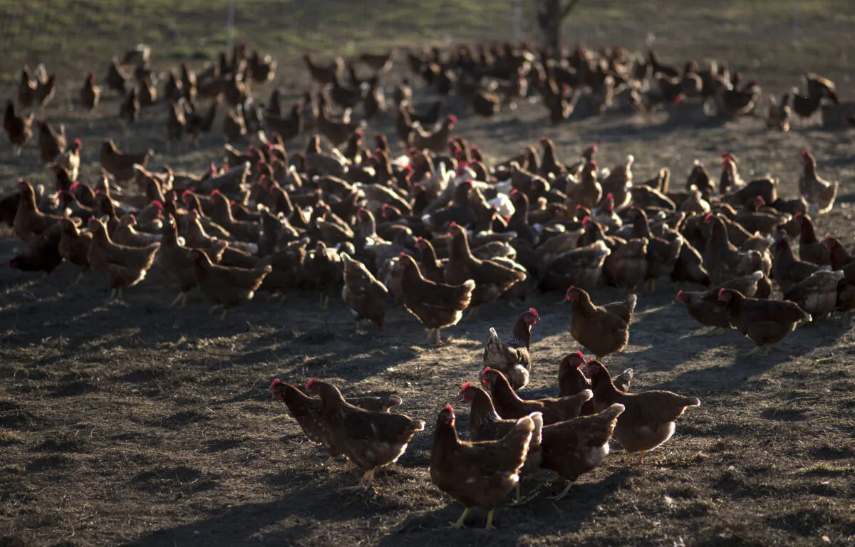 A flock of chickens are seen at Springfield Farm in Sparks, Md. on Nov. 17, 2012. (Brendan Smialowski/AFP via Getty Images)