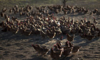 Nebraska Reports Highly Lethal Bird Flu in Commercial Chicken Flock