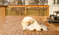 VIDEO: Alaskan Dog Mourns the End of Winter by Refusing to Leave the Last Patch of Snow