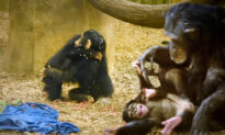 Baby Chimp at Oklahoma Zoo, Separated From Unfit Mom, Can’t Stop Hugging New Troop at Maryland Zoo