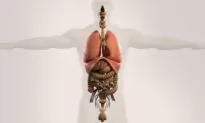 Can Organs Have a Female-Male Identity?