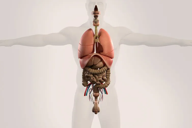 Gut feeling.
Intestines by Shutterstock