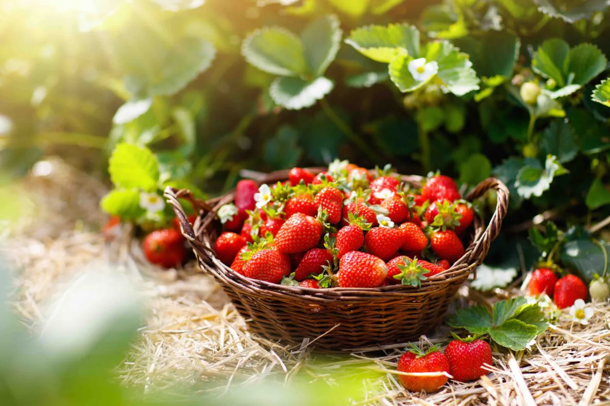 Depending on what types of strawberries you plant, you can enjoy fruit almost all season. (FamVeld/Shutterstock)