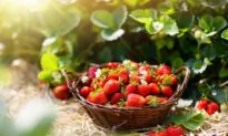 How to Grow Strawberries in Your Garden
