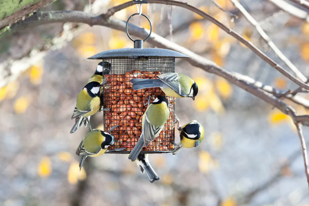 The presence of a bird feeder means that many individual birds feed in the same area, that leads to the risk of spreading disease.(Vishnevskiy Vasily/Shutterstock)