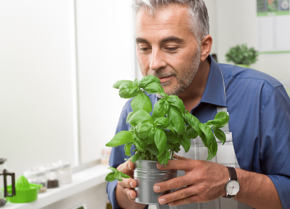 Basil, has many uses both inside and outside the kitchen. From essential oils that can be used to keep certain pests away to herbal remedies dating back centuries. (Shutterstock)