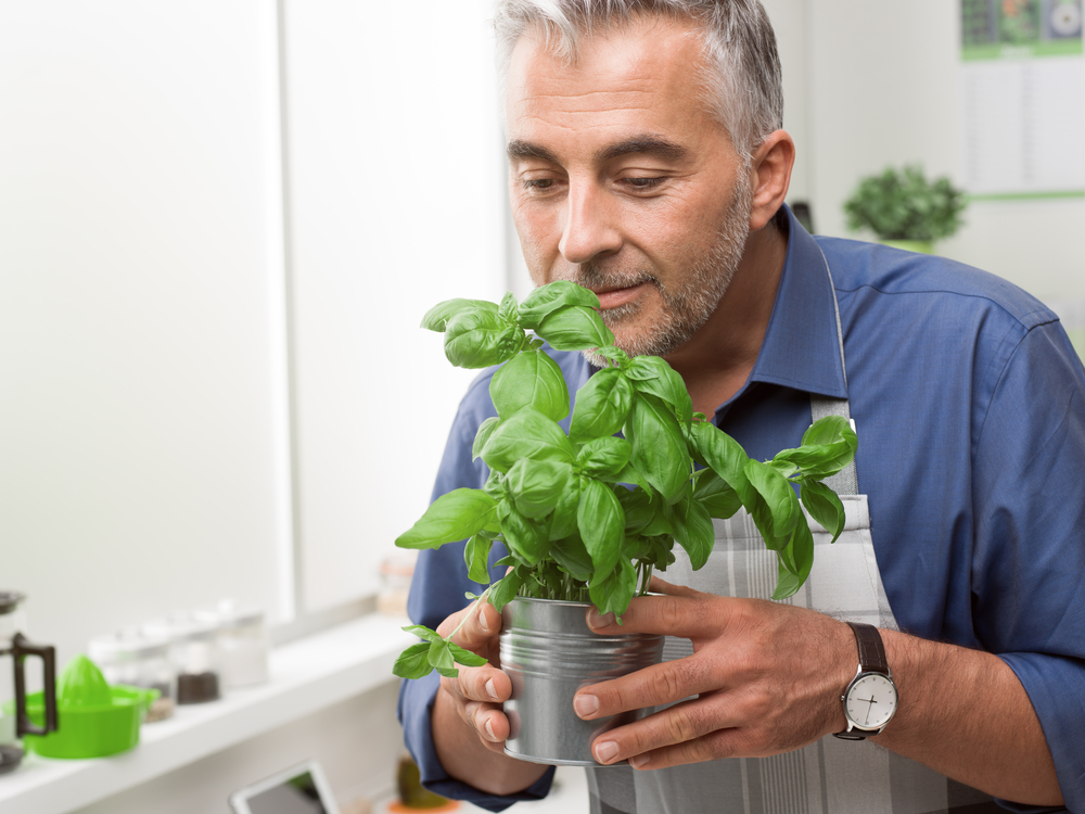 Basil, has many uses both inside and outside the kitchen. From essential oils that can be used to keep certain pests away to herbal remedies dating back centuries. (Shutterstock)