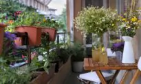 Urban Gardens Are Crucial Food Sources for Pollinators – Here’s What to Plant for Every Season