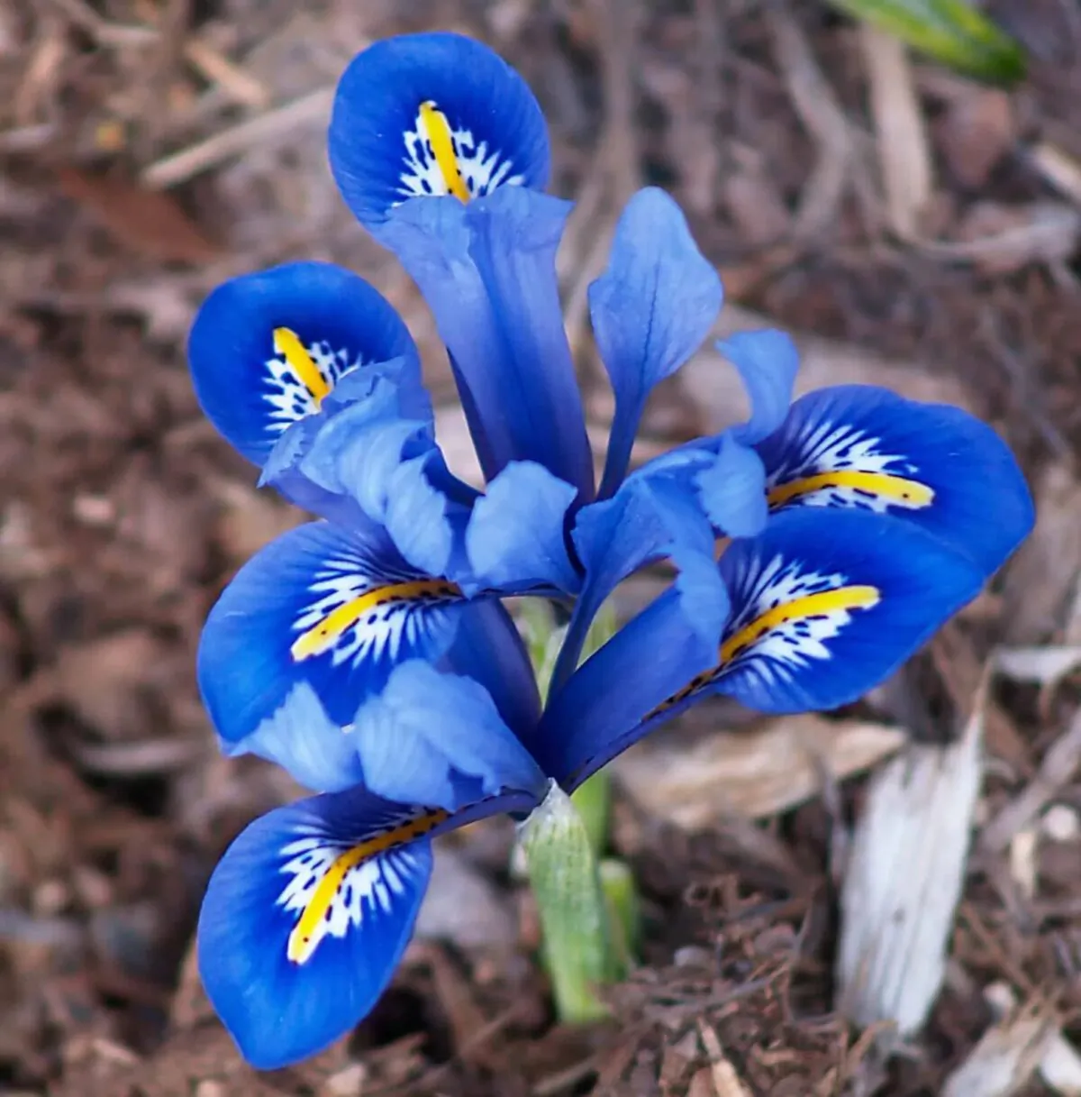A Crocus planted in a container heralds the first breath of spring. (Courtesy to Todd Heft)