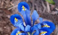 How to Grow Spring Flowers in Containers
