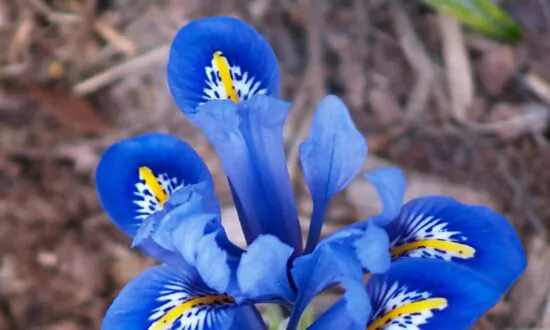 How to Grow Spring Flowers in Containers