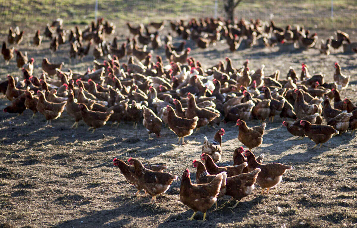 A flock of chickens are seen at Springfield Farm in Sparks, Md., on Nov. 17, 2012. (Brendan Smialowski/AFP via Getty Images)