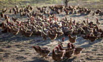 570,000 Nebraska Chickens to Be Killed in ‘Humane Manner’ After Contracting Bird Flu: Officials