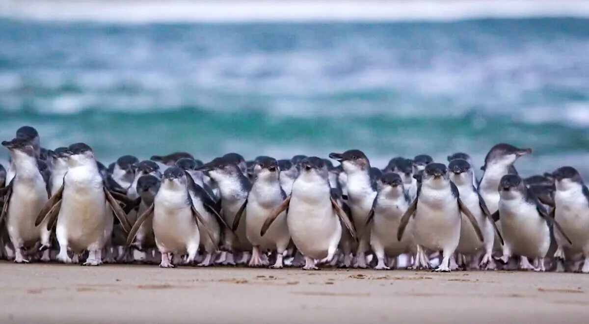 Phillip Island Nature Parks penguins (Phillip Island Nature Parks)