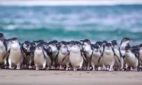 CSIRO to Release Foreign Fungi to Control Coastal Invasive Weed for Penguin Nests