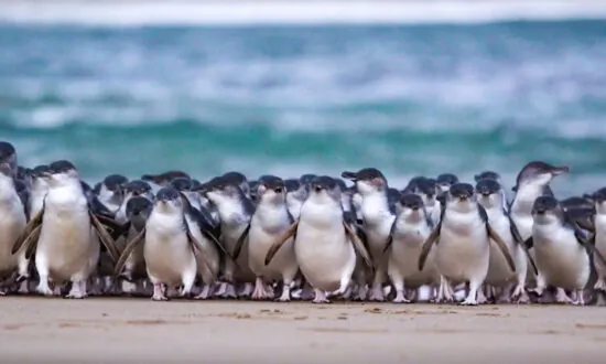 CSIRO to Release Foreign Fungi to Control Coastal Invasive Weed for Penguin Nests