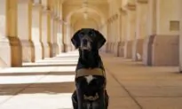Detector Dog ‘Podder’ Given Service Award for Career Sniffing Parcels